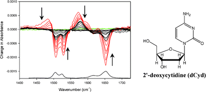 Graphical abstract: Ultrafast IR spectroscopy of the short-lived transients formed by UV excitation of cytosine derivatives