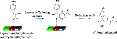 Graphical abstract: Formation of an aminoacyl-S-enzyme intermediate is a key step in the biosynthesis of chloramphenicol