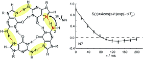 Graphical abstract: Quantifying hydrogen-bonding strength: the measurement of 2hJNN couplings in self-assembled guanosines by solid-state 15N spin-echo MAS NMR