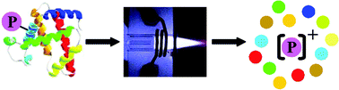 Graphical abstract: Quantitative protein phosphorylation analysis: the role of ICP-MS