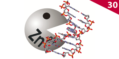 Graphical abstract: Zinc(ii) complexes as hydrolytic catalysts of phosphate diester cleavage: from model substrates to nucleic acids