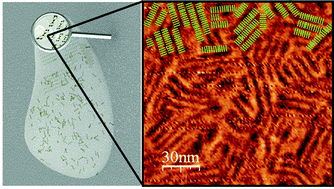 Graphical abstract: Assembly of functional molecular nanostructures on surfaces