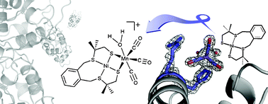 Graphical abstract: Tricarbonylmanganese(i)–lysozyme complex: a structurally characterized organometallic protein