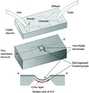 Graphical abstract: Micro pumping with cardiomyocyte–polymer hybrid