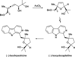 Graphical abstract: Golden opportunities in natural product synthesis: first total synthesis of (–)-isocyclocapitelline and (–)-isochrysotricine by gold-catalyzed allene cycloisomerization