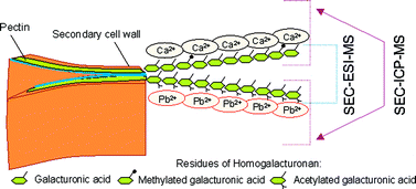 Graphical abstract: Investigation of Pb(ii) binding to pectin in Arabidopsis thaliana