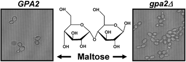 Graphical abstract: Transcript and proteomic analyses of wild-type and gpa2 mutant Saccharomyces cerevisiae strains suggest a role for glycolytic carbon source sensing in pseudohyphal differentiation