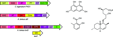 Graphical abstract: Polyketides, proteins and genes in fungi: programmed nano-machines begin to reveal their secrets