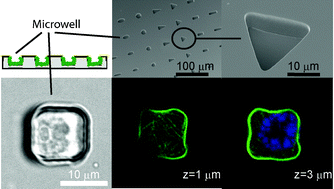 Graphical abstract: Micro-well arrays for 3D shape control and high resolution analysis of single cells