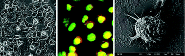 Graphical abstract: Cytotoxicity of ionic liquids and precursor compounds towards human cell line HeLa