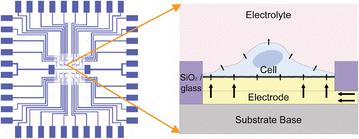 Graphical abstract: Cellular impedance biosensors for drug screening and toxin detection