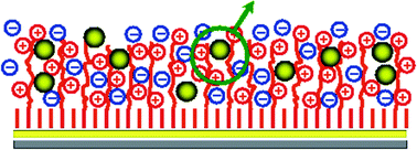 Graphical abstract: Synthesis of gold nanoparticles inside polyelectrolyte brushes