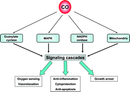 Graphical abstract: CO and NO in medicine