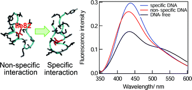 Graphical abstract: Monitoring of three distinct structures of restriction enzyme complexes using characteristic fluorescence from site-selectively incorporated solvatochromic probe