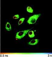 Graphical abstract: Two-photon absorption cross-sections and time-resolved fluorescence imaging using porphyrin photosensitisers