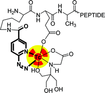 Graphical abstract: How do HYNIC-conjugated peptides bind technetium? Insights from LC-MS and stability studies