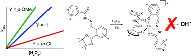 Graphical abstract: Modifications of boronic ester pro-chelators triggered by hydrogen peroxide tune reactivity to inhibit metal-promoted oxidative stress