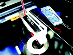 Graphical abstract: Continuous blood cell separation by hydrophoretic filtration