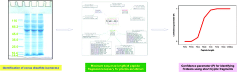 Graphical abstract: Identification of Conus amadisdisulfide isomerase: minimum sequence length of peptide fragments necessary for protein annotation