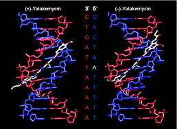 Graphical abstract: Yatakemycin: total synthesis, DNA alkylation, and biological properties