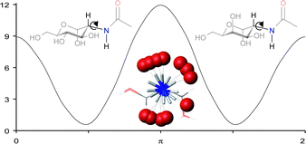 Graphical abstract: N-Acetylated amino sugars: the dependence of NMR 3J(HNH2)-couplings on conformation, dynamics and solvent