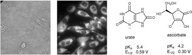 Graphical abstract: Identification of emissive lanthanide complexes suitable for cellular imaging that resist quenching by endogenous anti-oxidants