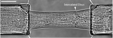 Graphical abstract: Microfluidic systems to examine intercellular coupling of pairs of cardiac myocytes