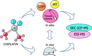 Graphical abstract: SEC-ICP-MS and ESI-MS as tools to study the interaction between cisplatin and cytosolic biomolecules