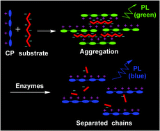 Graphical abstract: Water-soluble conjugated polymers for continuous and sensitive fluorescence assays for phosphatase and peptidase