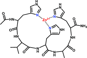 Graphical abstract: Zinc(ii) binding ability of tri-, tetra- and penta-peptides containing two or three histidyl residues