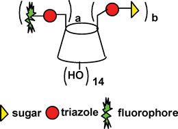 Graphical abstract: Click multivalent neoglycoconjugates as synthetic activators in cell adhesion and stimulation of monocyte/machrophage cell lines
