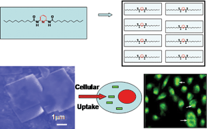 Graphical abstract: Synthesis and cellular uptake of cell delivering 2,6-pyridinediylbisalkanamide submicron-sized sheets in HeLa cells