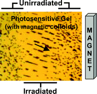 Graphical abstract: Photoresponsive anisotropic and isotropic gels of semicarbazide–azobenzene organogelators: the use of magnetic polymer colloids to detect gel–sol transformation