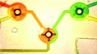 Graphical abstract: Autonomous microfluidics with stimuli-responsive hydrogels