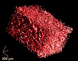 Graphical abstract: Cryogels from poly(2-hydroxyethyl methacrylate): macroporous, interconnected materials with potential as cell scaffolds