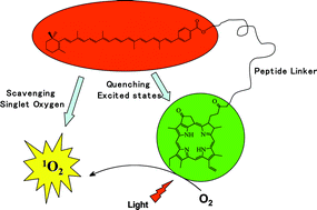 Graphical abstract: Using the singlet oxygen scavenging property of carotenoid in photodynamic molecular beacons to minimize photodamage to non-targeted cells