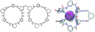 Graphical abstract: Influence of linker structure on the anion binding affinity of biscyclopeptides