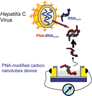 Graphical abstract: Electrical detection of hepatitis C virus RNA on single wall carbon nanotube-field effect transistors