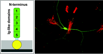 Graphical abstract: Cell adhesion molecule DM-GRASP presented as nanopatterns to neurons regulates attachment and neurite growth