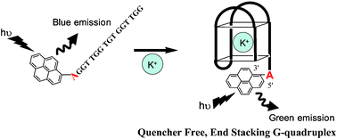 Graphical abstract: Probing the stable G-quadruplex transition using quencher-free end-stacking ethynyl pyrene–adenosine
