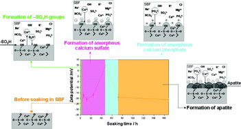 Graphical abstract: Surface potential change in bioactive polymer during the process of biomimetic apatite formation in a simulated body fluid