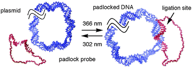 Graphical abstract: Reversible photopadlocking on double-stranded DNA