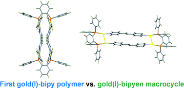 Graphical abstract: Self-assembly of gold(i) with diphosphine and bitopic nitrogen donor linkers in the presence of trifluoroacetate anion: formation of coordination polymer versus discrete macrocycle