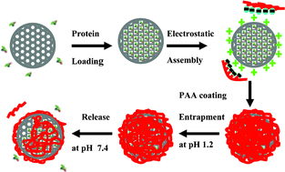 Graphical abstract: pH-Controllable drug release using hydrogel encapsulated mesoporous silica