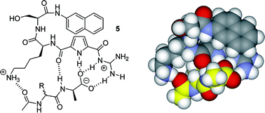 Graphical abstract: Synthesis of a new artificial host for the binding of dipeptides in water