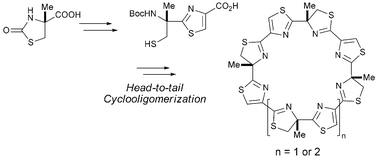 Graphical abstract: Design and synthesis of thiazoline–thiazole hybrid macrocycles possessing strong binding affinity to Pb2+ and Cd2+