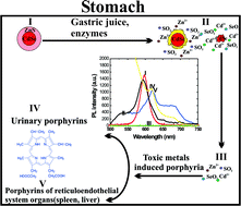 Graphical abstract: Examination of the stability of hydrophobic (CdSe)ZnS quantum dots in the digestive tract of rats