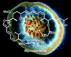 Graphical abstract: New methods for stereochemical determination of complex polyketides: configurational assignment of novel metabolites from myxobacteria
