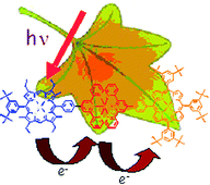 Graphical abstract: Porphyrin linked poly(pyridyl)-based conjugates as artificial photosynthetic reaction centre models