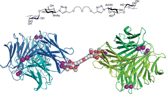 Graphical abstract: Synthesis and binding properties of divalent and trivalent clusters of the Lewis a disaccharide moiety to Pseudomonas aeruginosa lectin PA-IIL